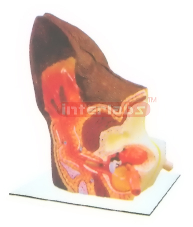 CANINE RIGHT ANATOMICAL EAR MODEL